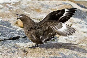 South polar Skua shows a long Creek with wide open wings and beak