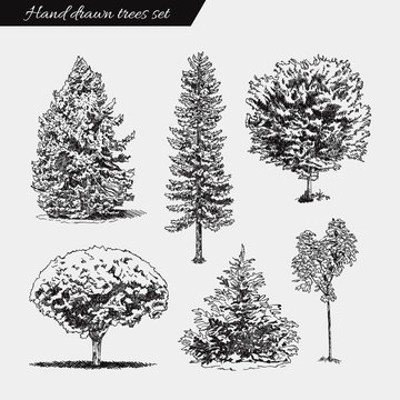 Set of hand drawn trees. Sketch Drawing illustration vector