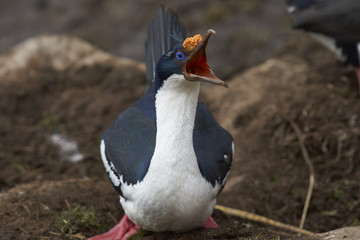 Imperial Shag (Phalacrocorax atriceps albiventer) in breeding plumage on the cliffs of Saunders Islands in the Falkland Islands.