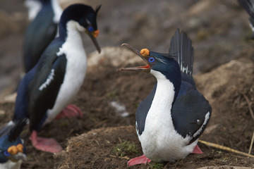 Imperial Shag (Phalacrocorax atriceps albiventer) warning off a rival on the cliffs of Saunders Islands in the Falkland Islands.