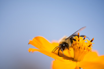 Bumble Bee Leap of Faith