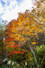 Naklejka premium The color leaves and trees in autumn.