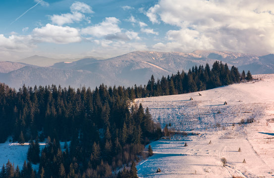 Fototapeta beautiful countryside with conifer forest. lovely landscape in mountains on a bright winter day
