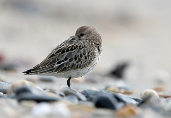 Dunlin (Calidris alpina) roosting, moulting into winter plumage, Marazion beach, Cornwall, England, UK.