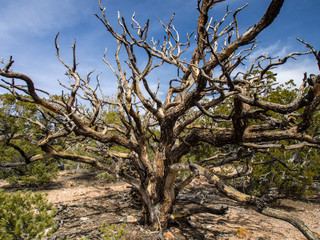 Bare Tree, Desert Tree, Gnarled Branches