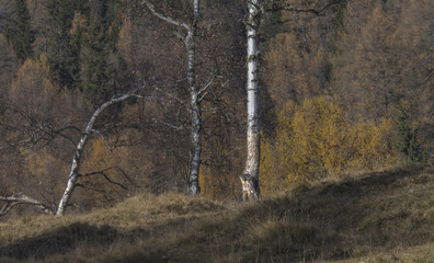 Spätherbst an der Waldgrenze 