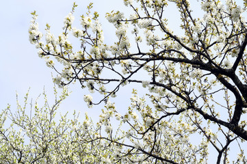 white flowering tree