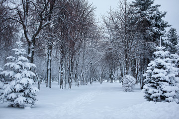 Fototapeta na wymiar Winter park. Snow Day