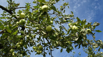 Apple plantation