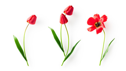 Red tulip flowers set © ifiStudio
