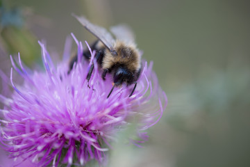 Bumble Bee on Purple Wild Flower II