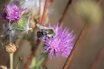 Bumble Bee on Purple Wild Flower