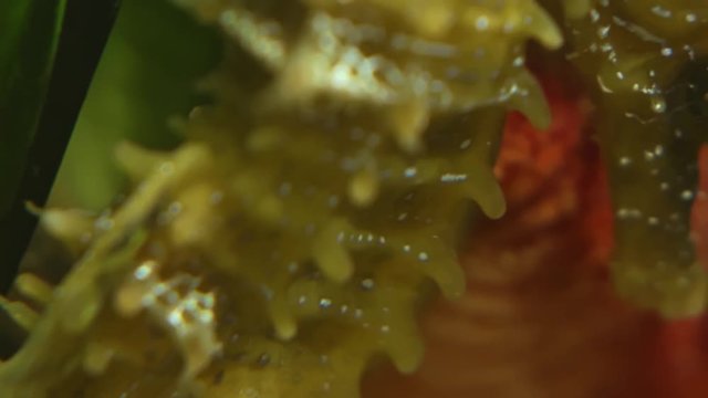 Primo piano di un Ippocampo o Cavalluccio Marino in ambiente naturale