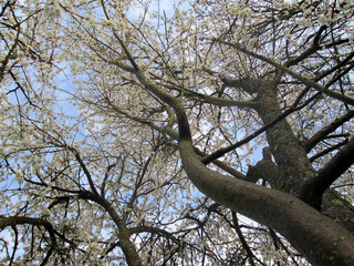 white flowering tree
