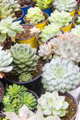 various types of succulent in flower pots in the greenhouse