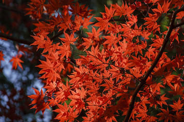 Beautiful fall color of Komyo-ji