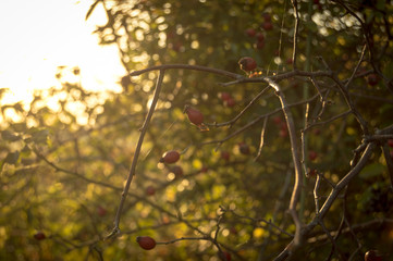 Rose hip bush with sunshine