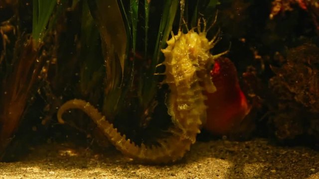 Figuta intera di un Ippocampo o Cavalluccio Marino in ambiente naturale