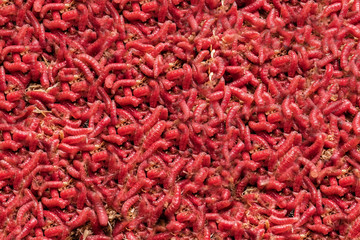 Naklejka premium red maggot. large pile of worms