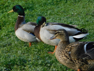 Wild ducks