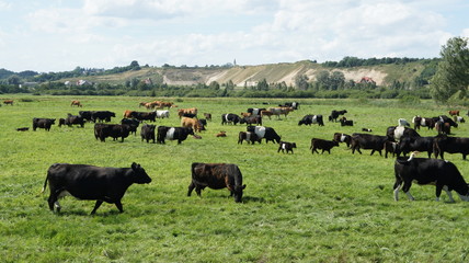 Cows
