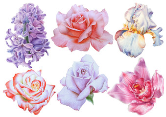 Set with bright flowers. Rose. Iris. Lilac. Orchid. Watercolor illustration. Hand drawn.