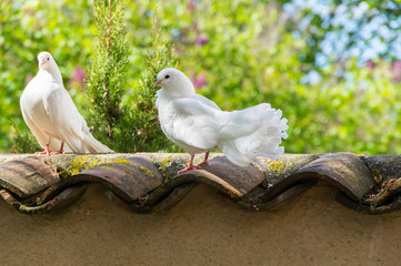 White doves in the garden