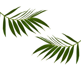 Green leaves of palm tree isolated on white background