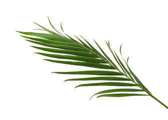 Green leaves of palm tree isolated on white background