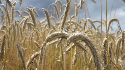 Golden Wheat closeup