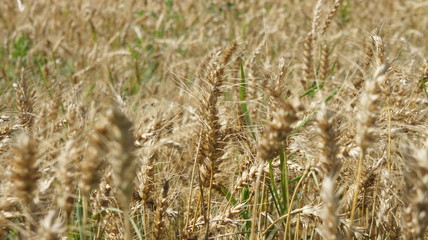 Golden Wheat closeup