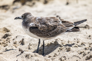 Fat seagull in the sand