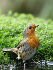Robin bathing in the pond