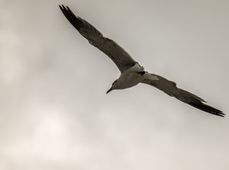 flying bird