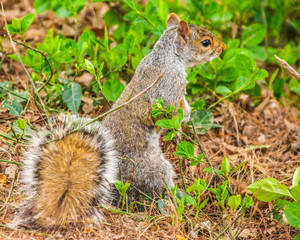 cute squirrel