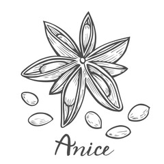 illustration of anise.