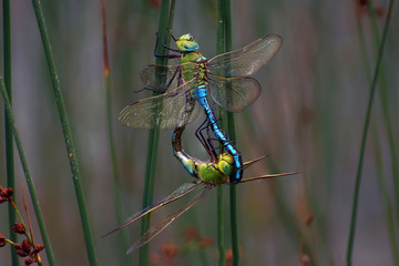 Emperor Dragonfly mating - Anax imperator