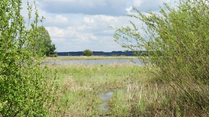 Lake and trees