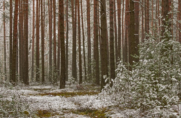 Początek zimy. Pierwszy śnieg. © boguslavus