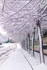 TREE LINED AVENUE COVERED BY THE SNOW IN ROME