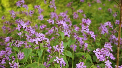 Flower purple  close up in Garden Fields of flowers
