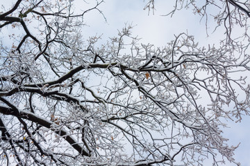 TREE BRANCHES COVERED BY SNOW