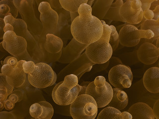 Coral texture