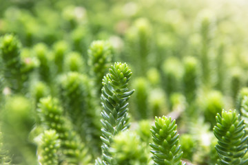 Close-up of a jelly bean succulent plant.Sedum rubrotinctum Coral Carpet. Colorful nature background.