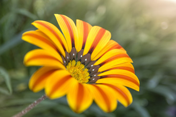 Close-up of a isolated orange flower of Gazania rigens . Colorful nature background.