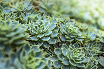 Bunch of a succulent plants. Echeveria elegans. Top view.Green nature background.