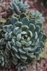 Fototapeta premium Close-up of a succulent plant. Echeveria elegans. Green nature background.