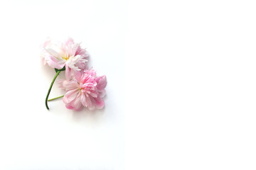 Decorative mockup on a white background. Pink peonies. Flat lay, top view