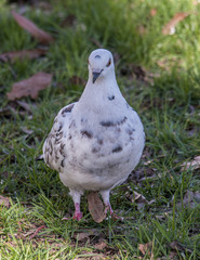 Pigeon on grass 