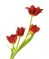 Beautiful bouquet of tulips on a white background
